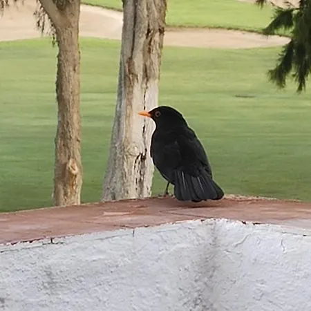 Appartamento Am Mijas Golf Views *