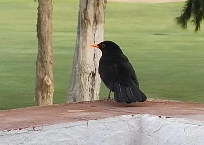 Appartement Am Mijas Golf Views *